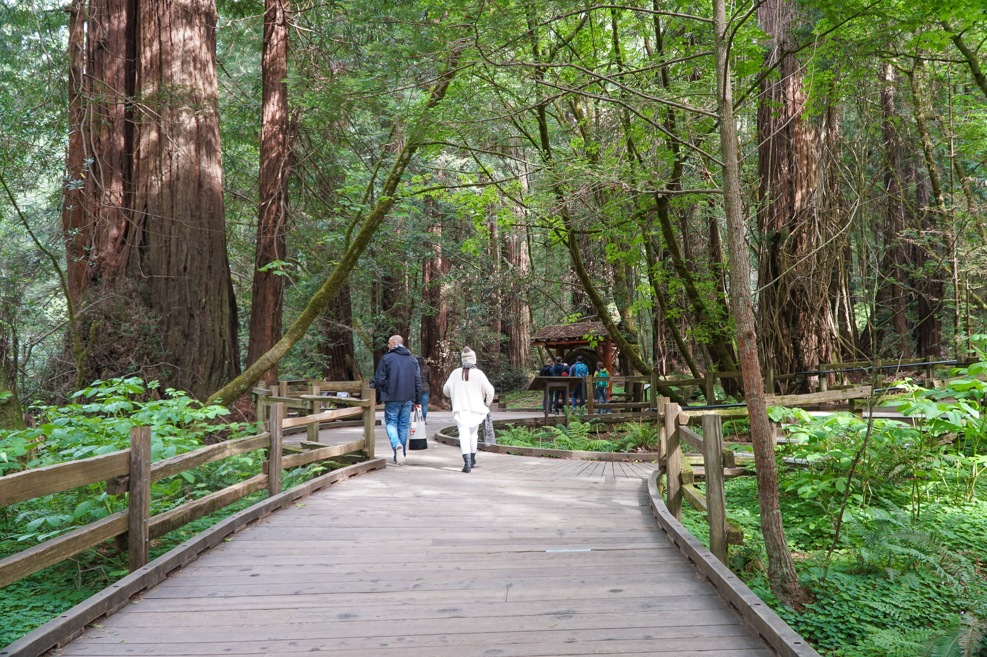 muir-woods